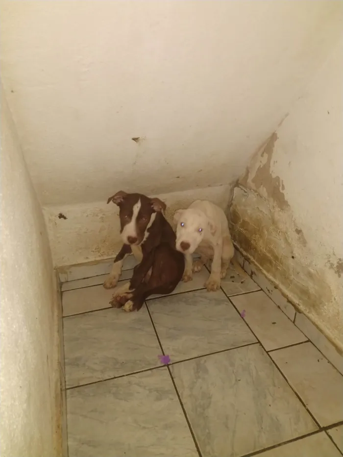 Cachorro ra a Pit monster idade 2 a 6 meses nome Thor e branca 