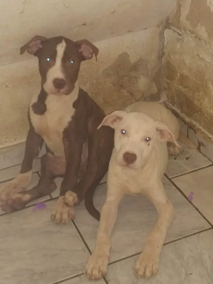 Cachorro ra a Pit monster idade 2 a 6 meses nome Thor e branca 
