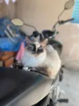 Gatinha