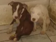 Thor e branca 