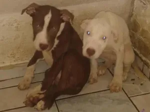 Cachorro raça Pit monster idade 2 a 6 meses nome Thor e branca 