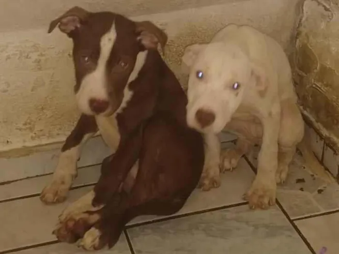 Cachorro ra a Pit monster idade 2 a 6 meses nome Thor e branca 