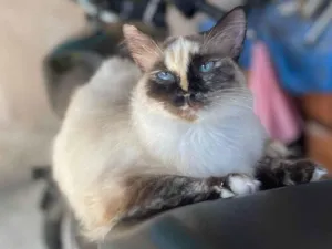 Gato raça Sem raça definida idade 1 ano nome Gatinha