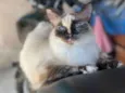 Gatinha