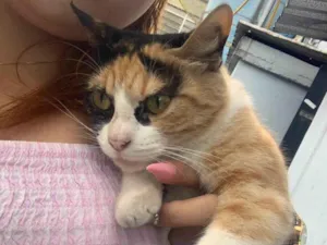 Gato raça SRD-ViraLata idade 7 a 11 meses nome M E L