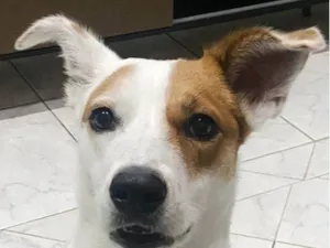 Cachorro raça SRD-ViraLata idade 2 anos nome Donna