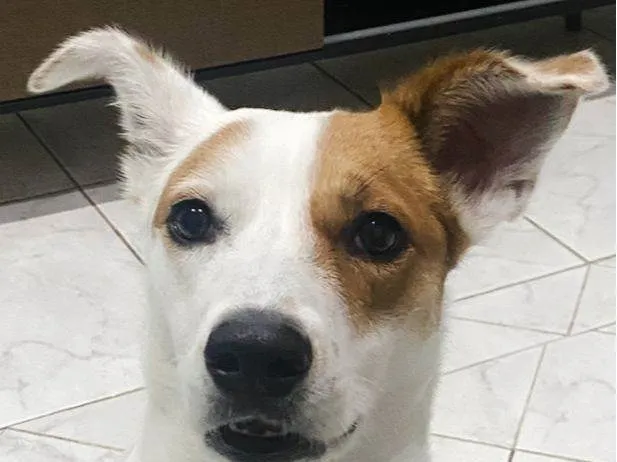 Cachorro ra a SRD-ViraLata idade 2 anos nome Donna