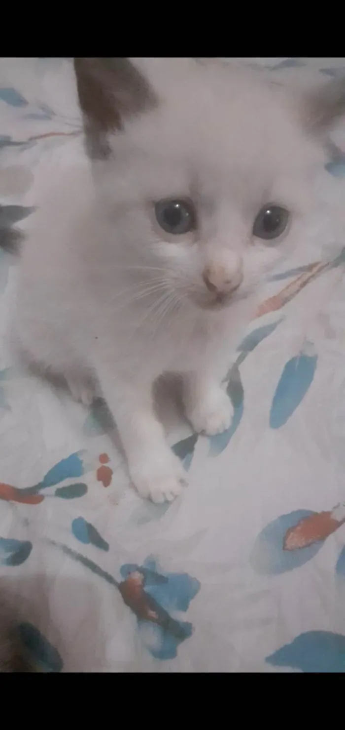 Gato ra a SRD-ViraLata idade Abaixo de 2 meses nome Nino
