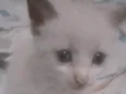 Nino