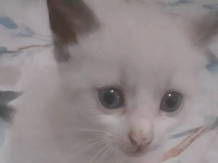 Gato ra a SRD-ViraLata idade Abaixo de 2 meses nome Nino