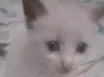 Nino