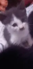Tom
