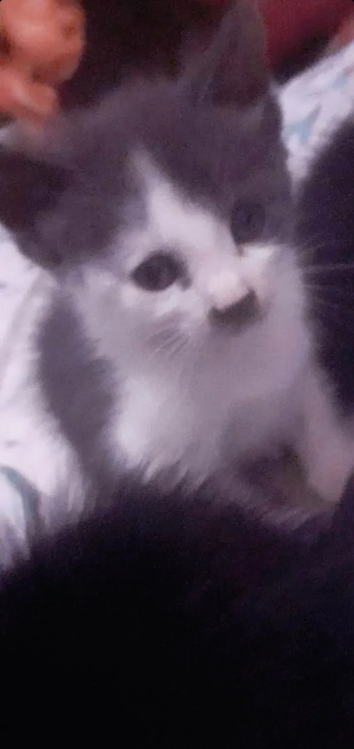 Gato ra a SRD-ViraLata idade Abaixo de 2 meses nome Tom