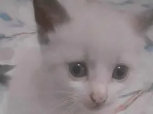 Gato raça SRD-ViraLata idade Abaixo de 2 meses nome Nino