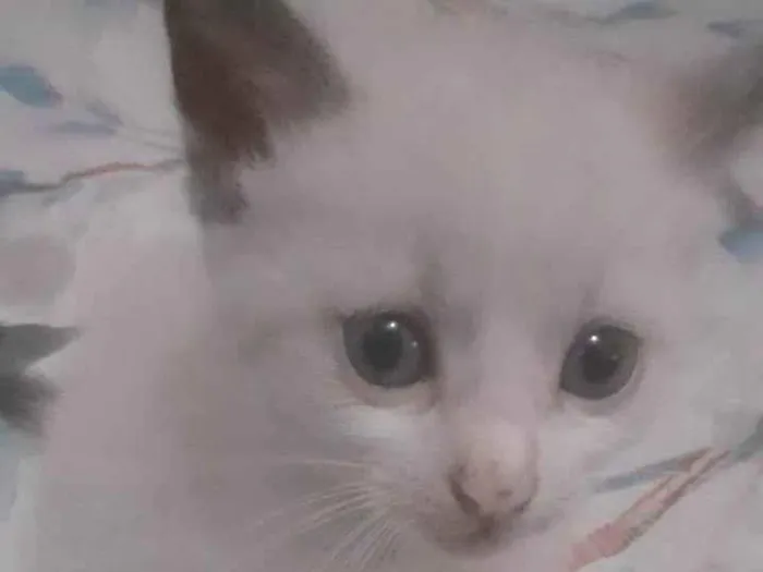 Gato ra a SRD-ViraLata idade Abaixo de 2 meses nome Nino