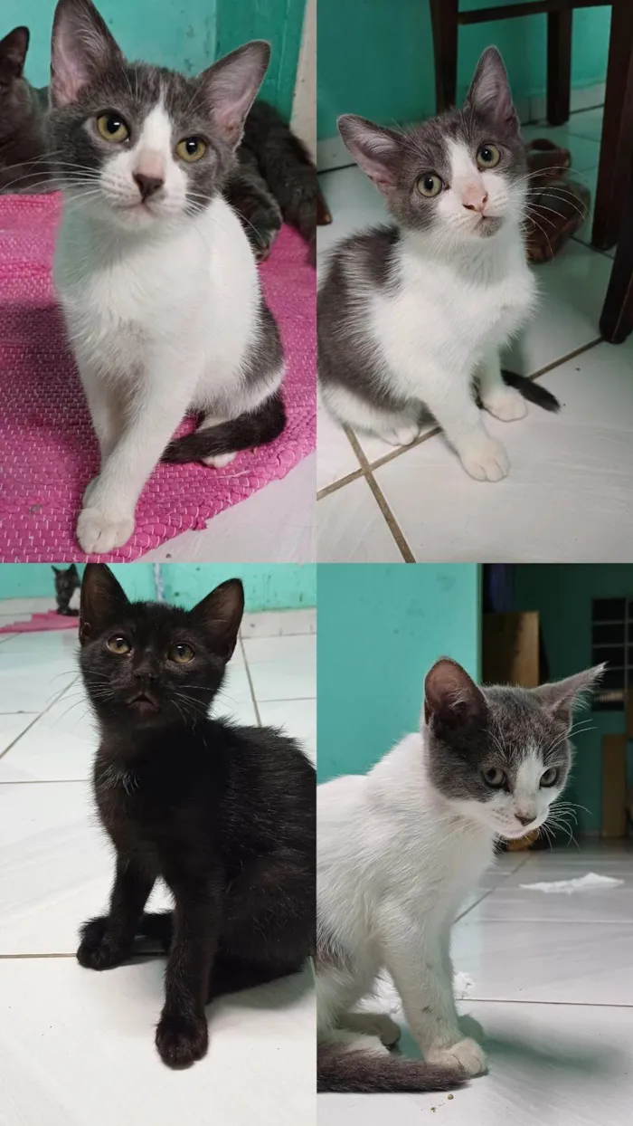 Gato ra a  idade  nome Frajola, Luna, Alex e mais 4 filhotes