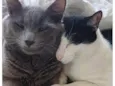 Frajola, Luna, Alex e mais 4 filhotes