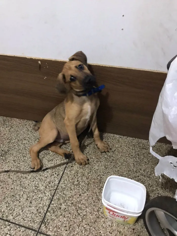 Cachorro ra a SRD-ViraLata idade 2 a 6 meses nome Pocan