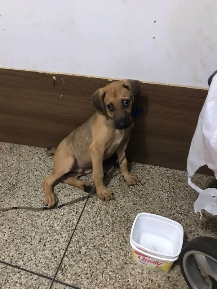 Cachorro ra a SRD-ViraLata idade 2 a 6 meses nome Pocan