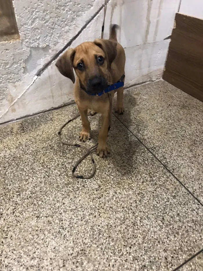 Cachorro ra a SRD-ViraLata idade 2 a 6 meses nome Pocan