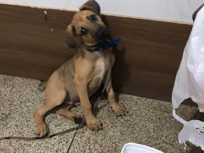 Cachorro ra a SRD-ViraLata idade 2 a 6 meses nome Pocan