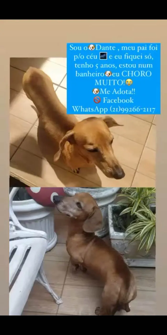Cachorro ra a Basset-Cofap idade 5 anos nome Dante