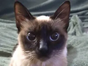 Gato raça SRD-ViraLata idade 2 a 6 meses nome AMÉLIA