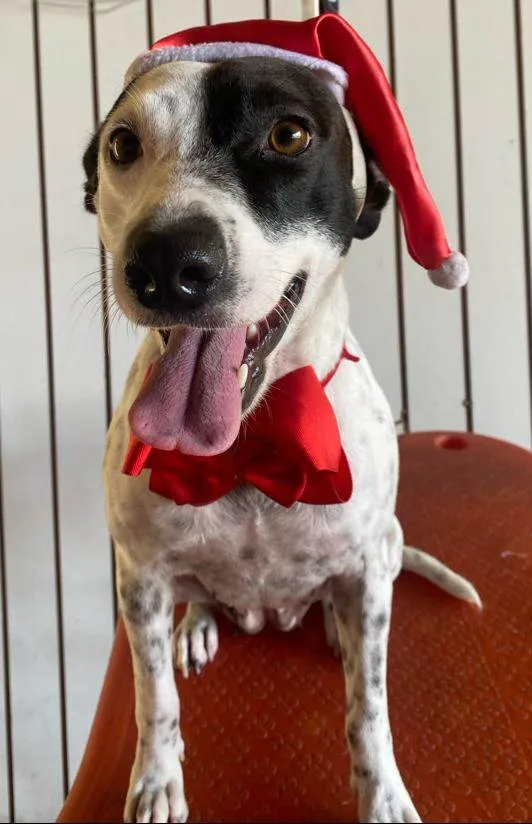 Cachorro ra a SRD-ViraLata idade 2 anos nome Preciosa