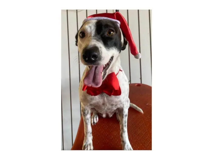 Cachorro ra a SRD-ViraLata idade 2 anos nome Preciosa