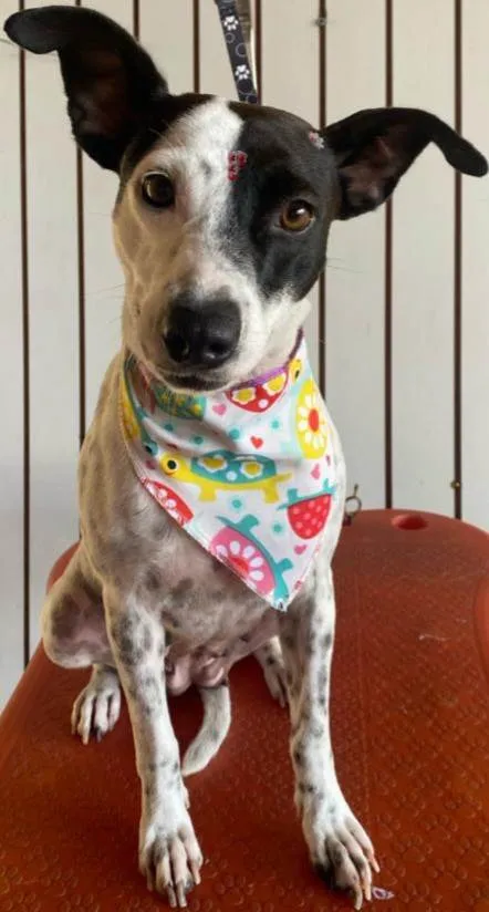 Cachorro ra a SRD-ViraLata idade 2 anos nome Preciosa