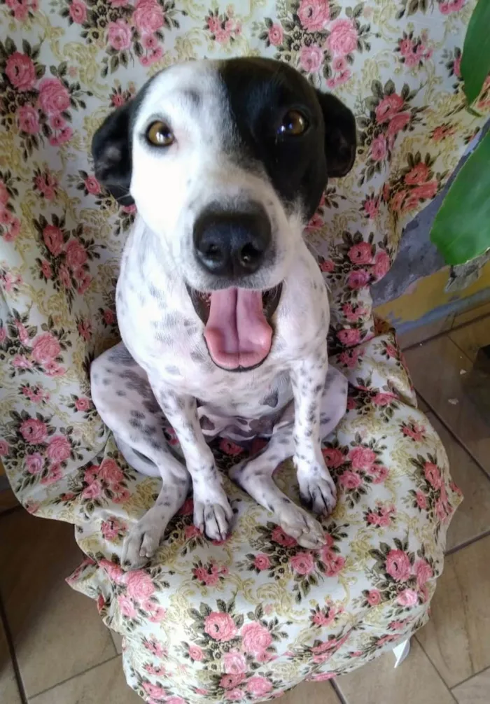 Cachorro ra a SRD-ViraLata idade 2 anos nome Preciosa