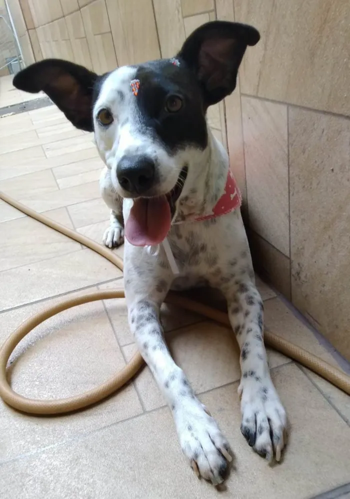 Cachorro ra a SRD-ViraLata idade 2 anos nome Preciosa
