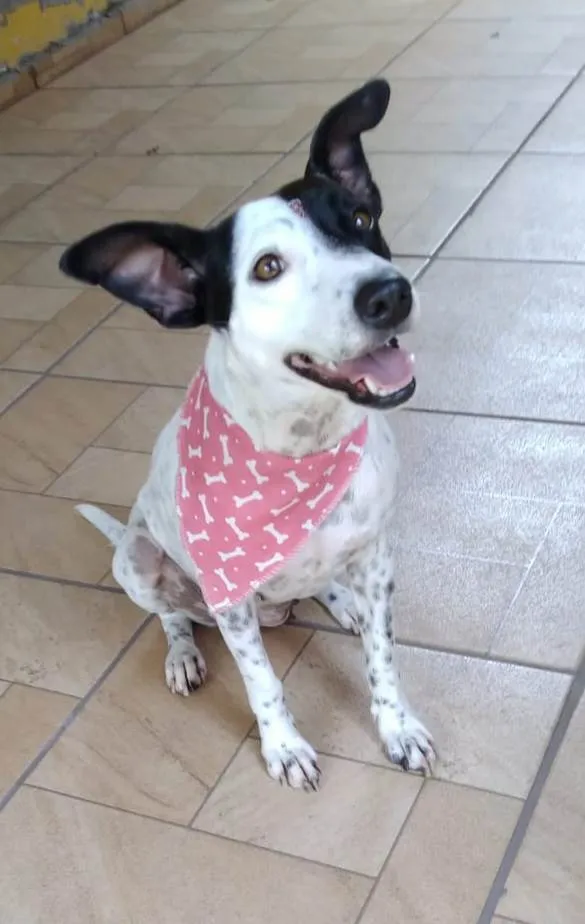 Cachorro ra a SRD-ViraLata idade 2 anos nome Preciosa