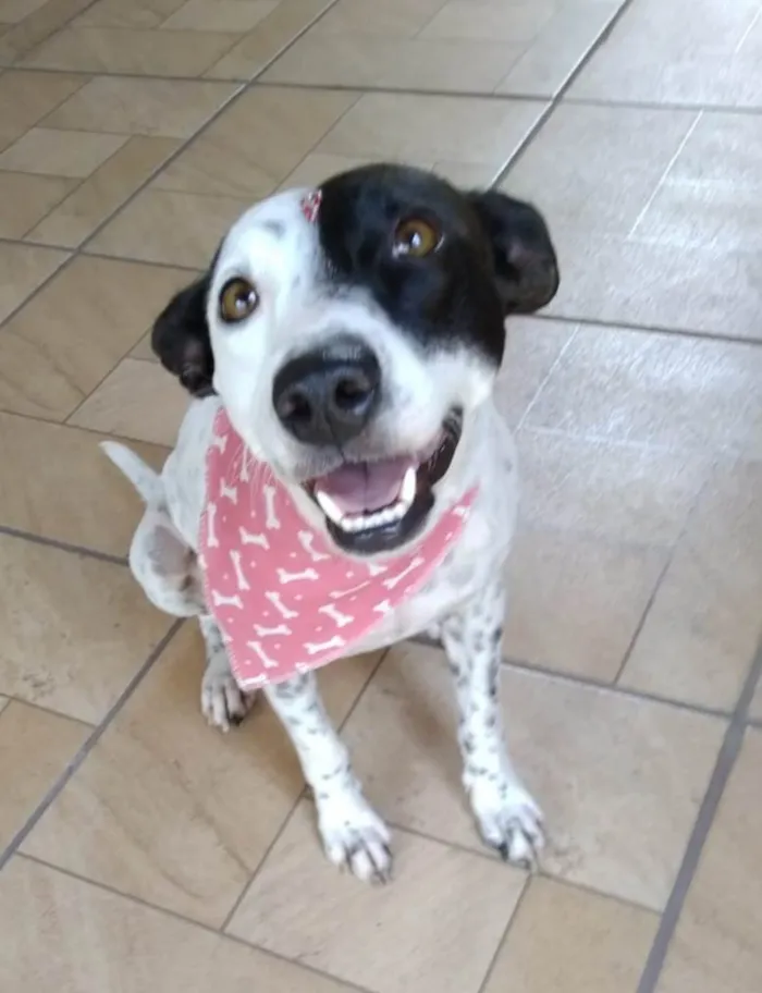 Cachorro ra a SRD-ViraLata idade 2 anos nome Preciosa