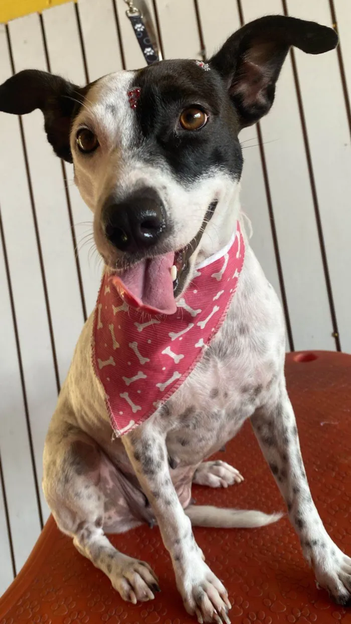 Cachorro ra a SRD-ViraLata idade 2 anos nome Preciosa