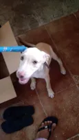 Tobias