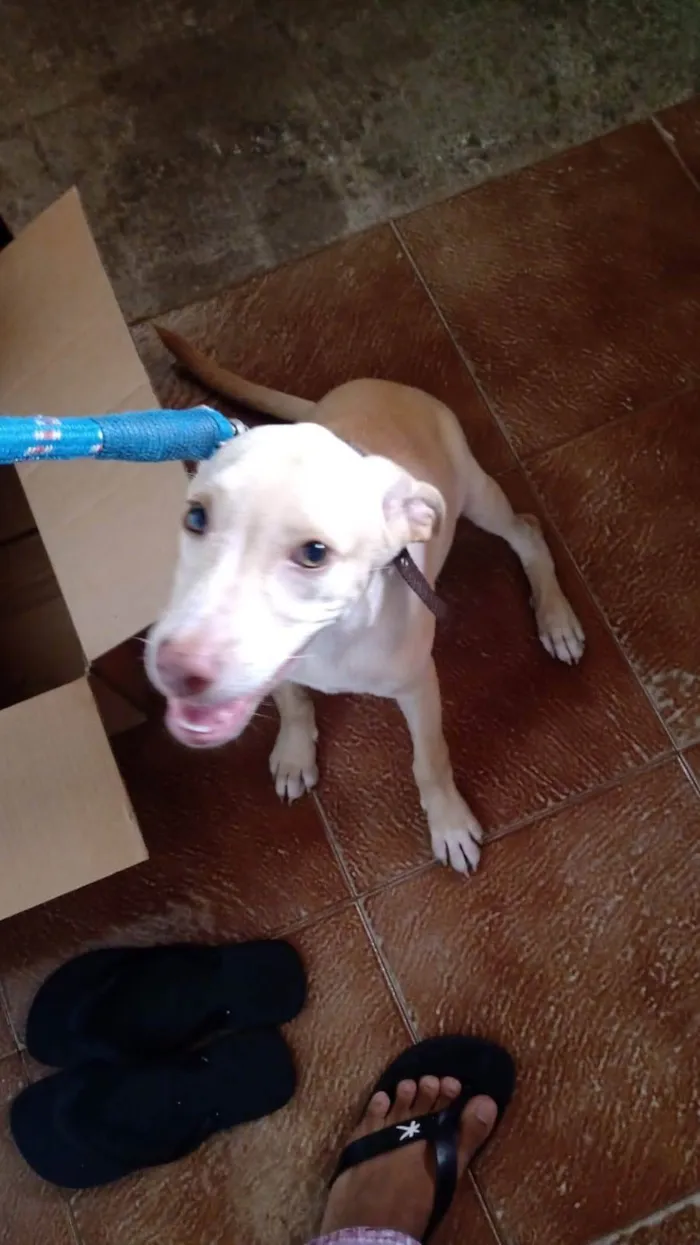 Cachorro ra a SRD-ViraLata idade 2 a 6 meses nome Tobias
