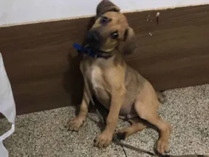 Cachorro raça SRD-ViraLata idade 2 a 6 meses nome Pocan