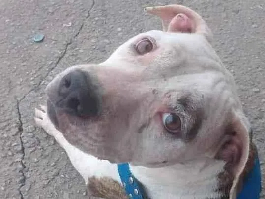 Cachorro ra a Pitbull  idade 3 anos nome Ayra