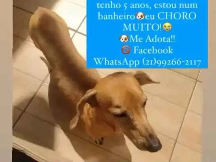 Cachorro ra a Basset-Cofap idade 5 anos nome Dante