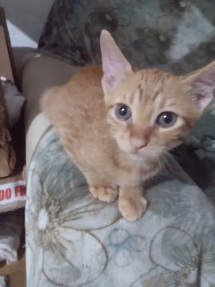 Gato ra a SRD-ViraLata idade 2 a 6 meses nome Dom