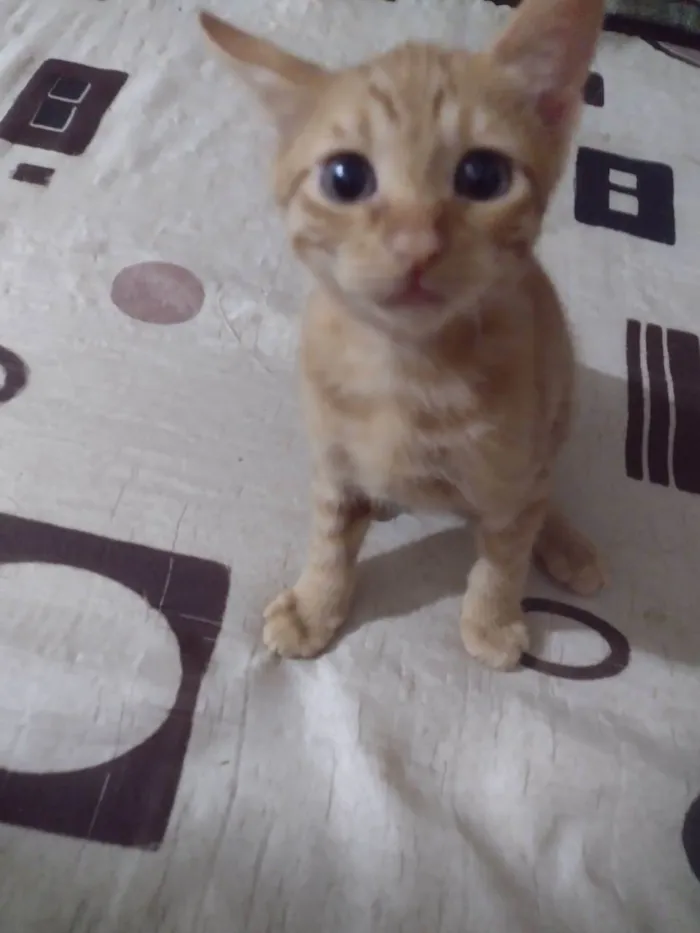 Gato ra a SRD-ViraLata idade 2 a 6 meses nome Dom