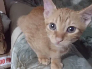 Gato raça SRD-ViraLata idade 2 a 6 meses nome Dom