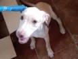 Tobias