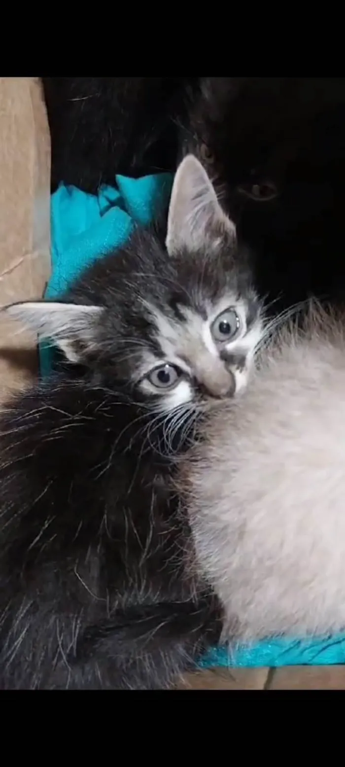 Gato ra a SRD-ViraLata idade Abaixo de 2 meses nome *Bebes*