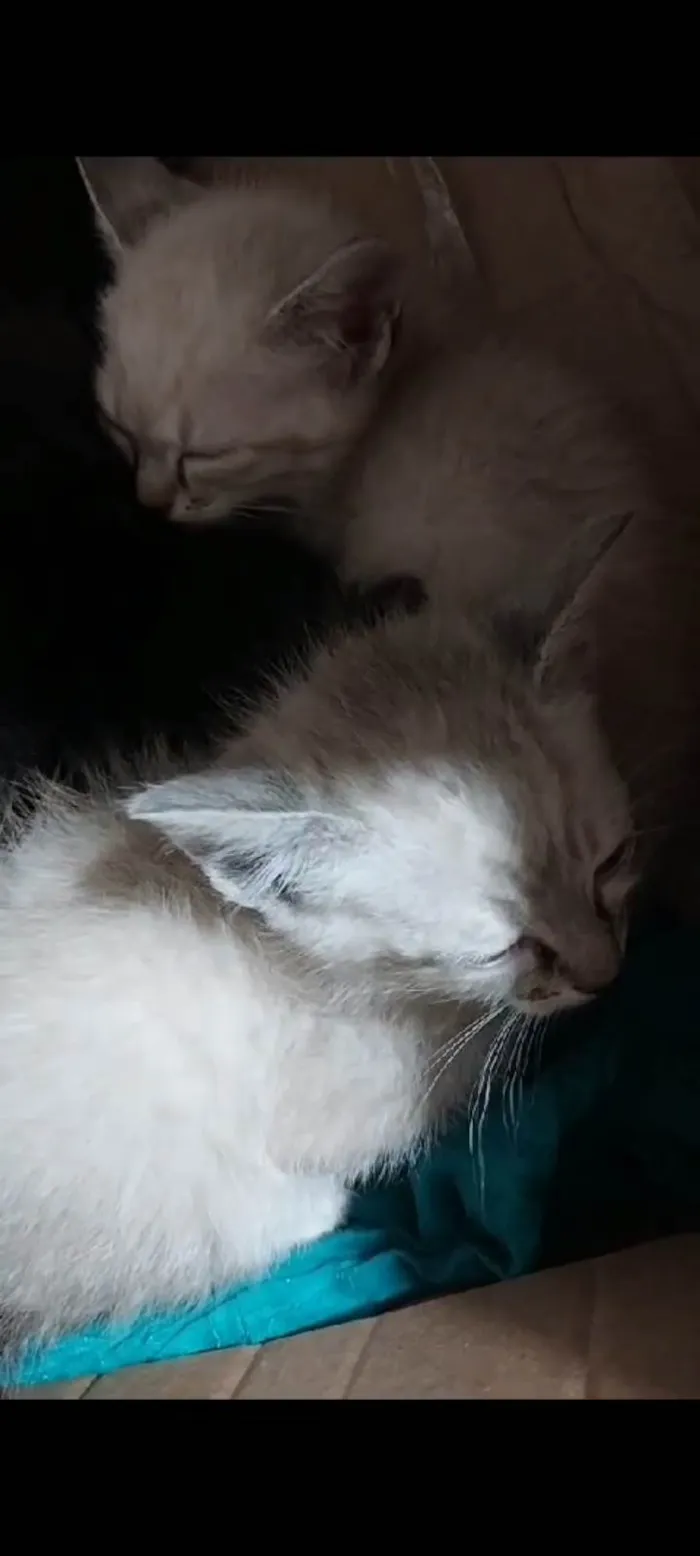 Gato ra a SRD-ViraLata idade Abaixo de 2 meses nome *Bebes*