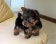 Didi