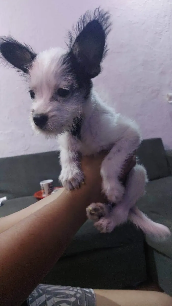 Cachorro ra a SRD-ViraLata idade 2 a 6 meses nome  2 meses