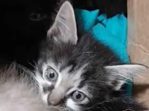 Gato raça SRD-ViraLata idade Abaixo de 2 meses nome *Bebes*
