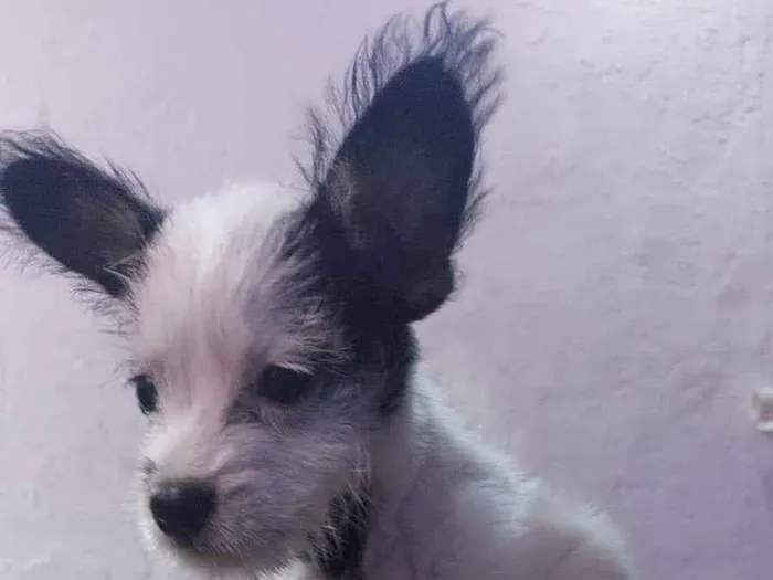 Cachorro ra a SRD-ViraLata idade 2 a 6 meses nome  2 meses